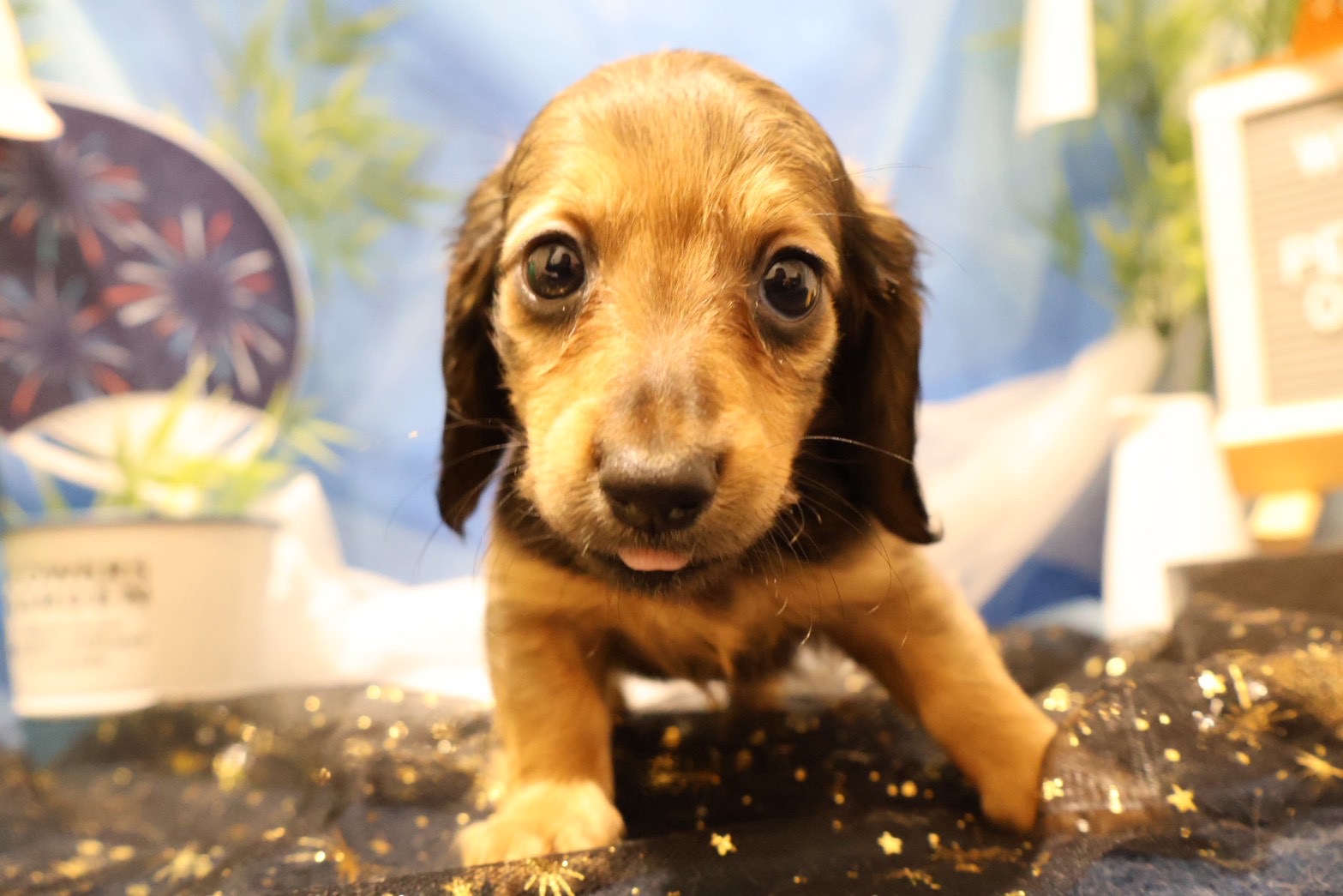 ミニチュアダックスフンド シェーテッドイエローの子犬｜佐賀 |ペッツメイト佐賀店