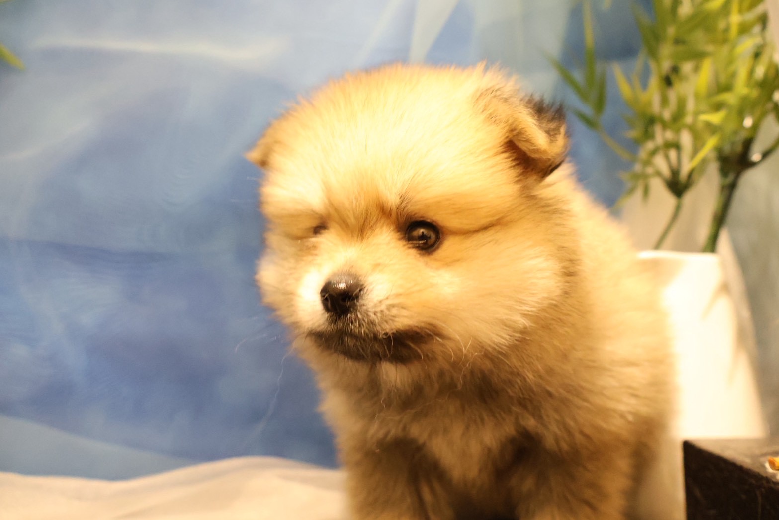ポメラニアン ウルフセーブルの子犬｜宮崎 | ペッツメイト宮交シティ店