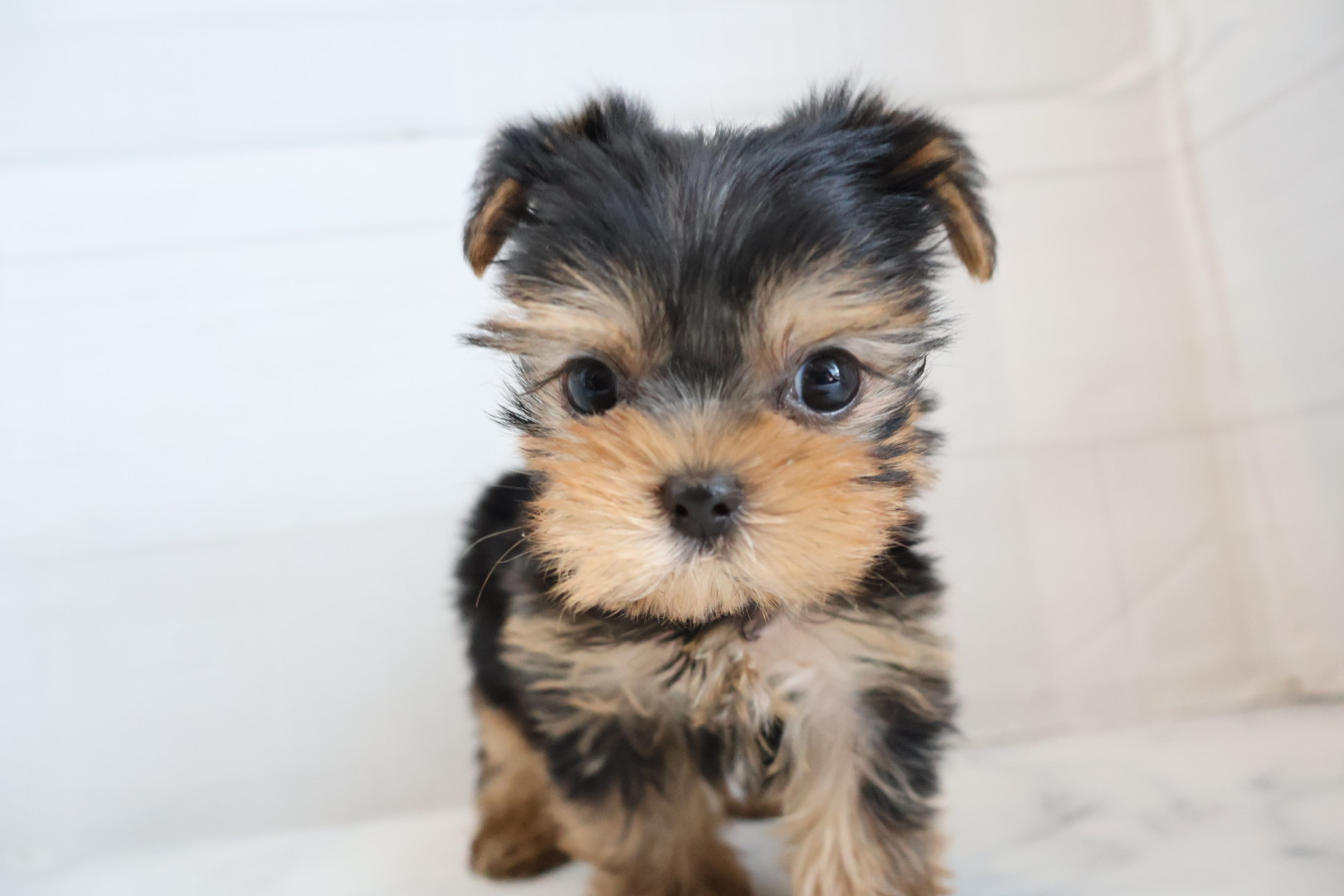 ヨークシャーテリア スチールブルータンの子犬｜福岡 |ペットアミ須恵店