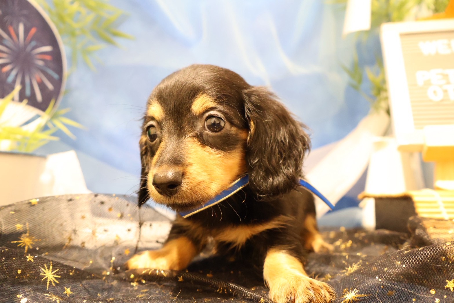 ミニチュアダックスフンド ブラックタンの子犬｜福岡 | ペッツメイト天神大名店