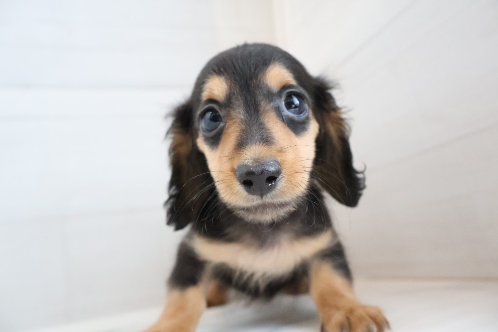 ミニチュアダックスフンド ブラックタンの子犬｜佐賀 | ペッツメイトモラージュ佐賀店
