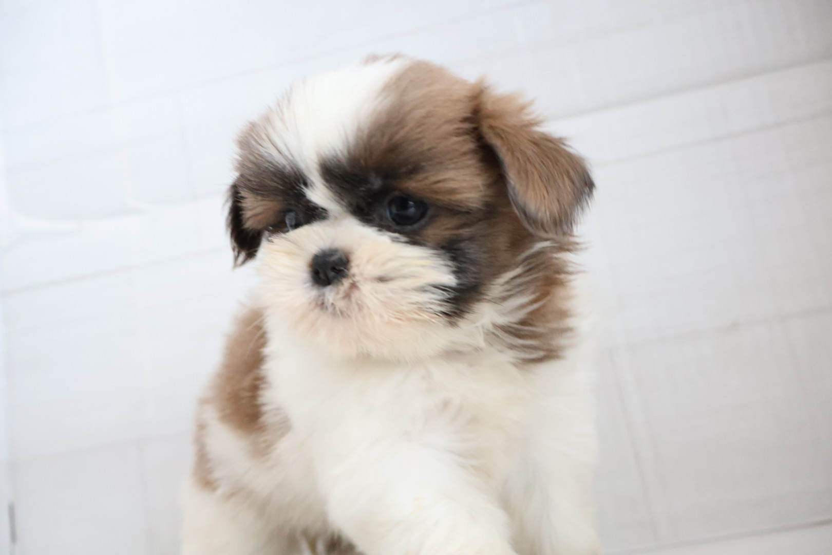 シーズー ゴールドホワイトの子犬｜福岡 |ペットアミ筑後店