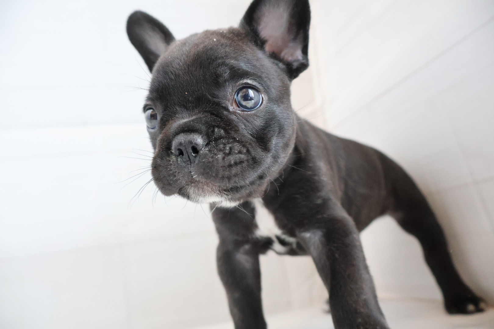 フレンチブルドッグ ブリンドルの子犬｜宮崎 | ペッツメイト宮交シティ店