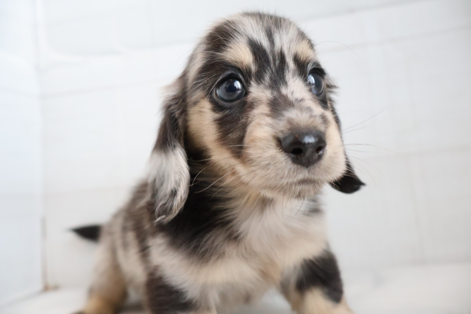 ミニチュアダックスフンド シルバーイエローダップルの子犬｜福岡 |ペットアミ須恵店