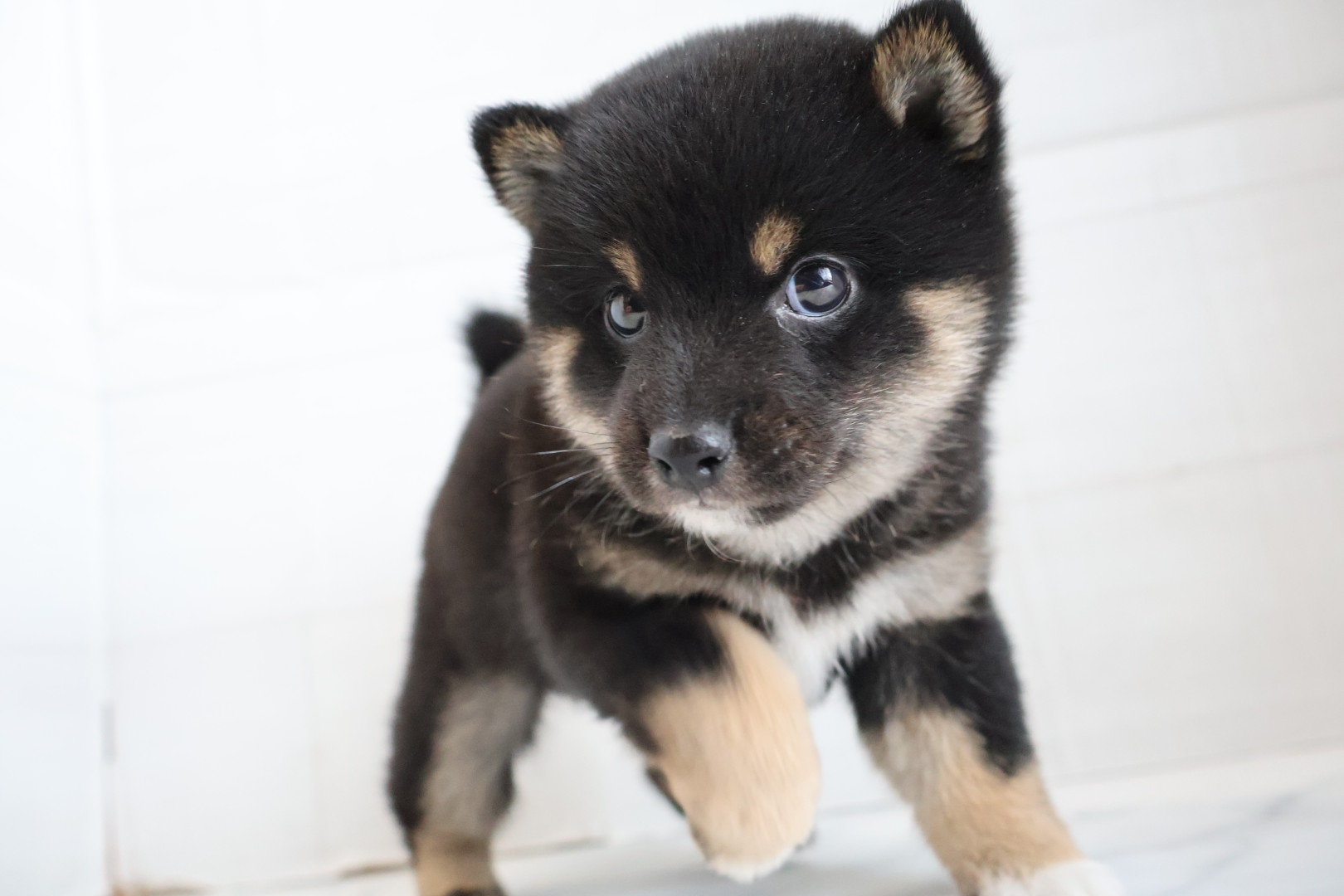 豆柴 黒の子犬｜福岡 |ペッツメイトイオン小郡店
