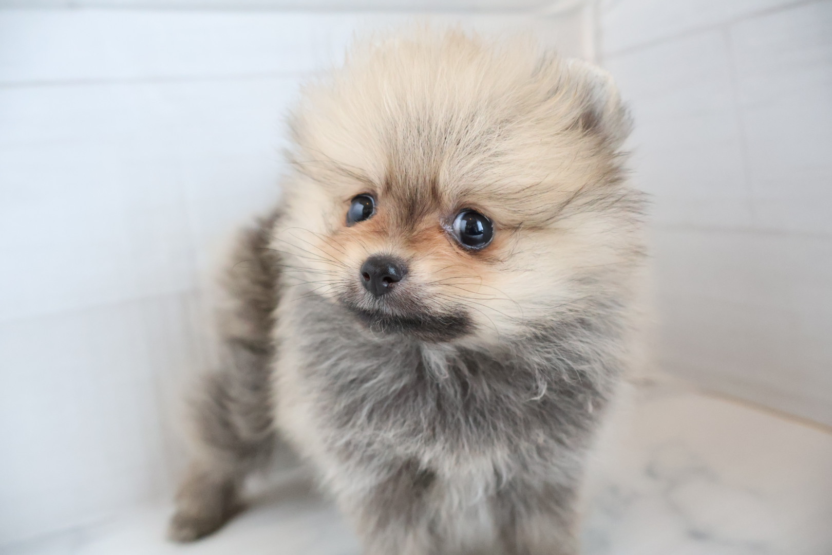 ポメラニアン ウルフセーブルの子犬｜福岡 | ペッツメイト天神大名店