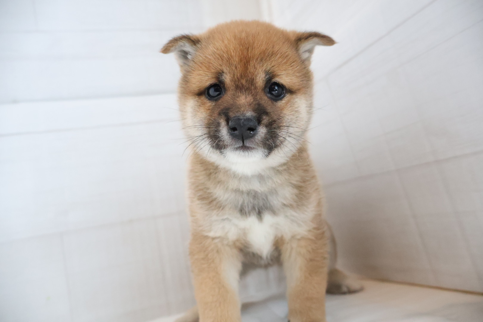 豆柴 赤の子犬｜佐賀 | ペッツメイトモラージュ佐賀店
