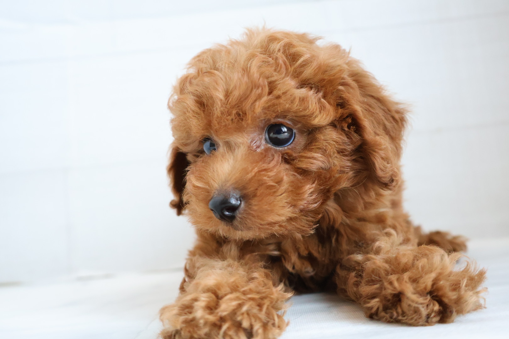 トイプードル レッドの子犬｜福岡 |ペットアミ須恵店