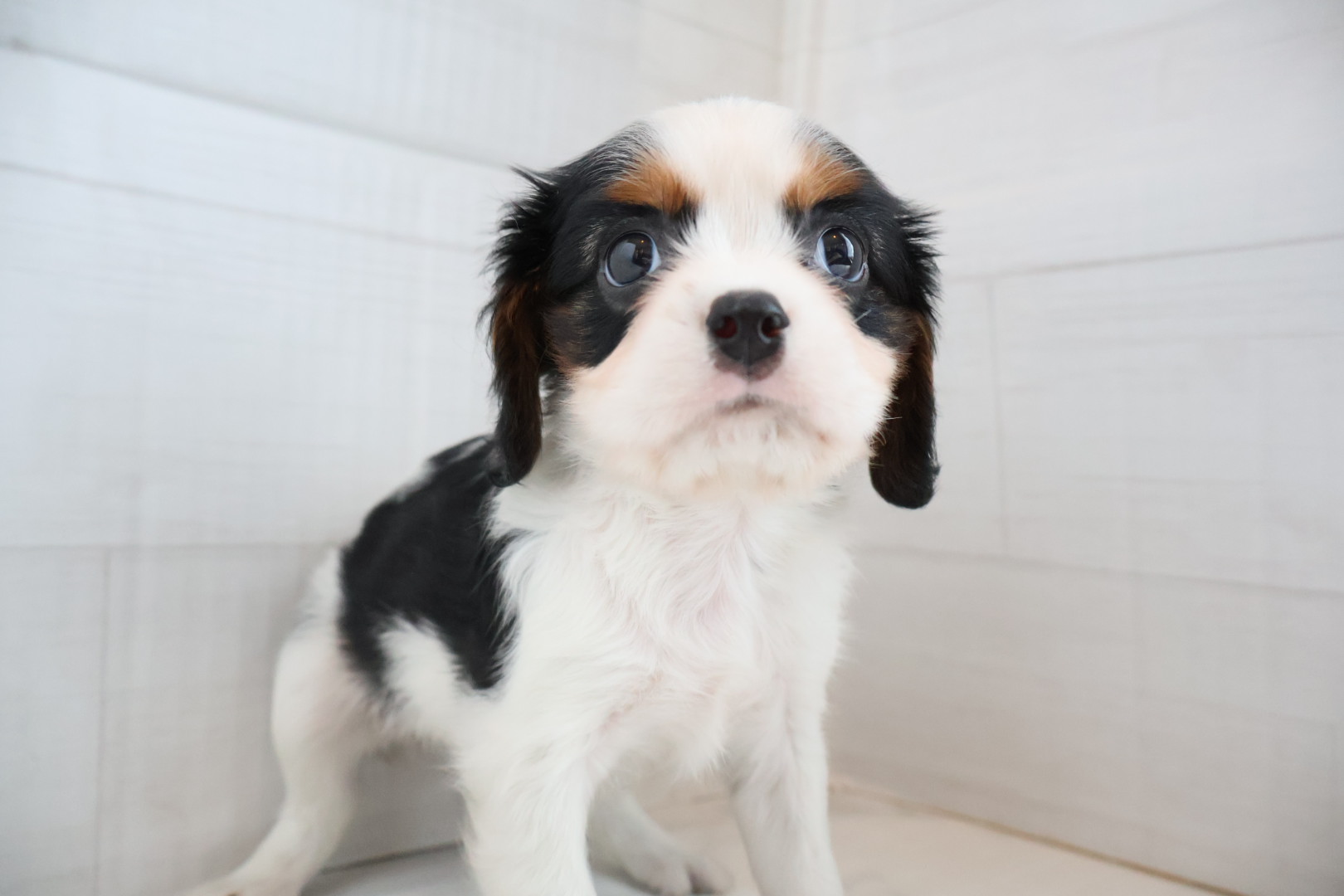キャバリア・キングチャールズ・スパニエル トライカラーの子犬｜福岡 |ペッツメイトイオン小郡店