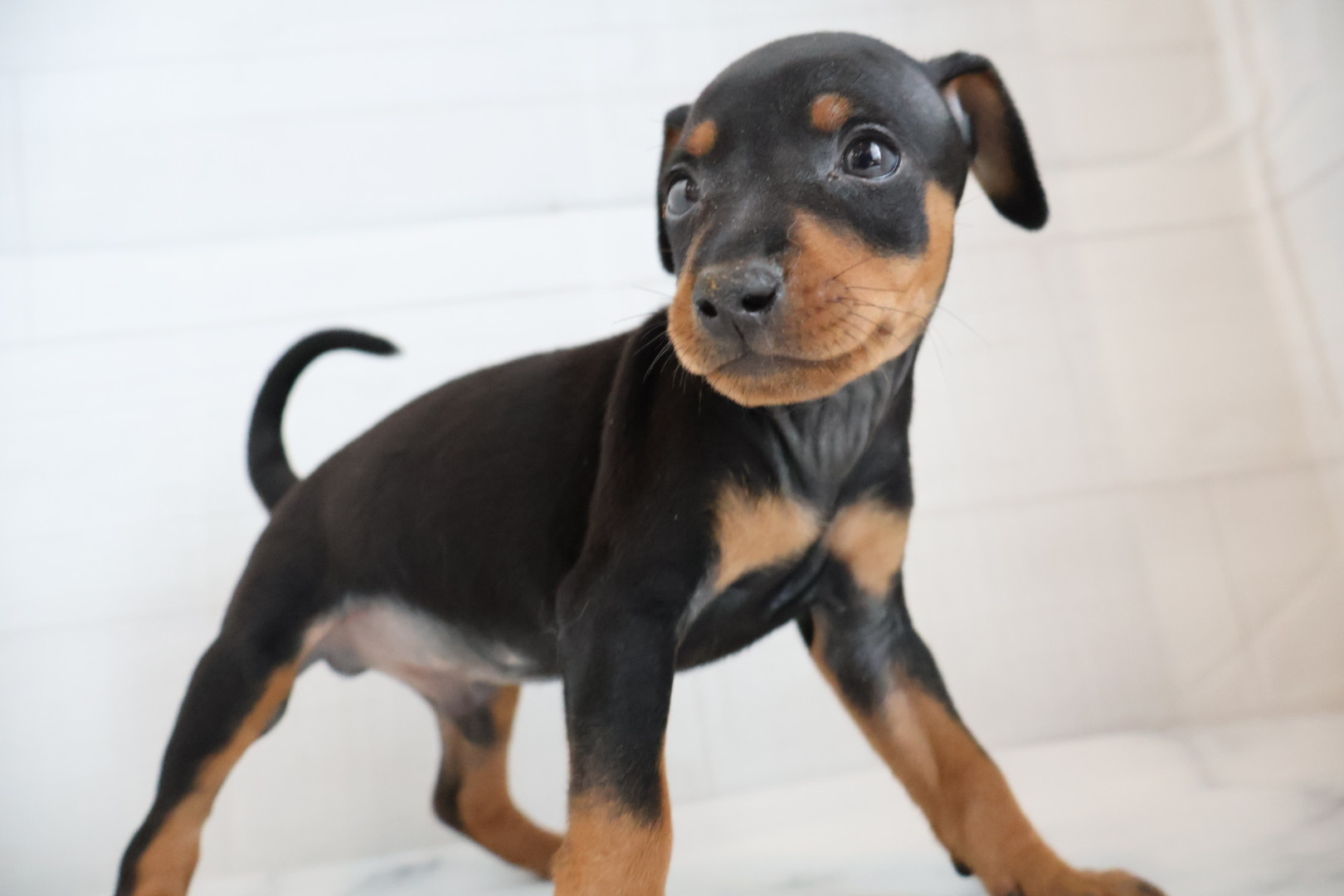 ミニチュアピンシャー ブラックタンの子犬｜宮崎 | ペッツメイトイオン都城店