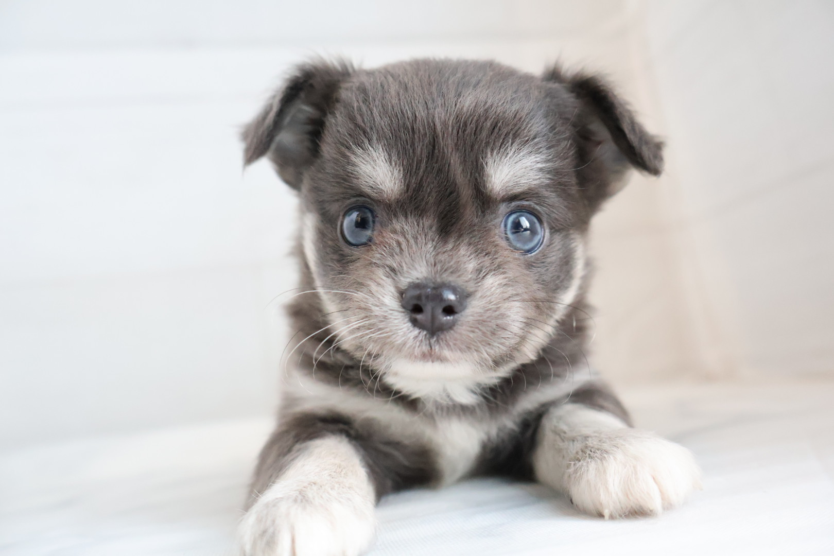ロングコートチワワ ブルータンホワイトの子犬｜福岡 |ペッツメイトイオン小郡店