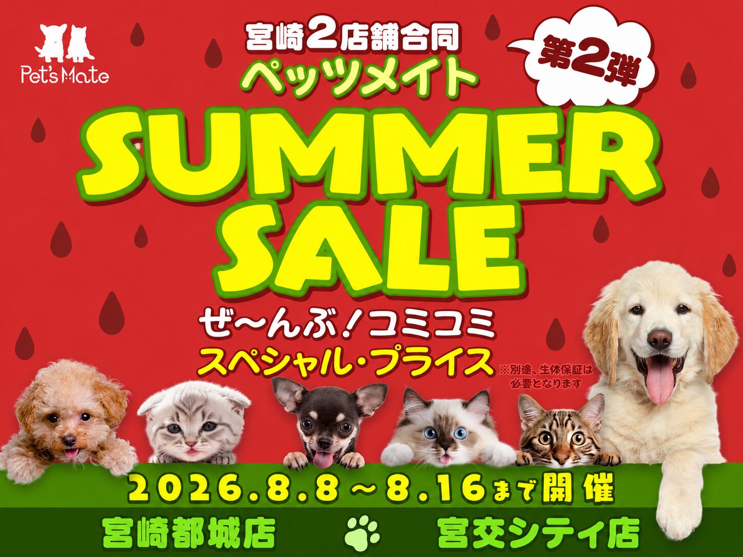 ミニチュアダックスフンド チョコレートダップルの子犬｜宮崎 | ペッツメイト宮交シティ店