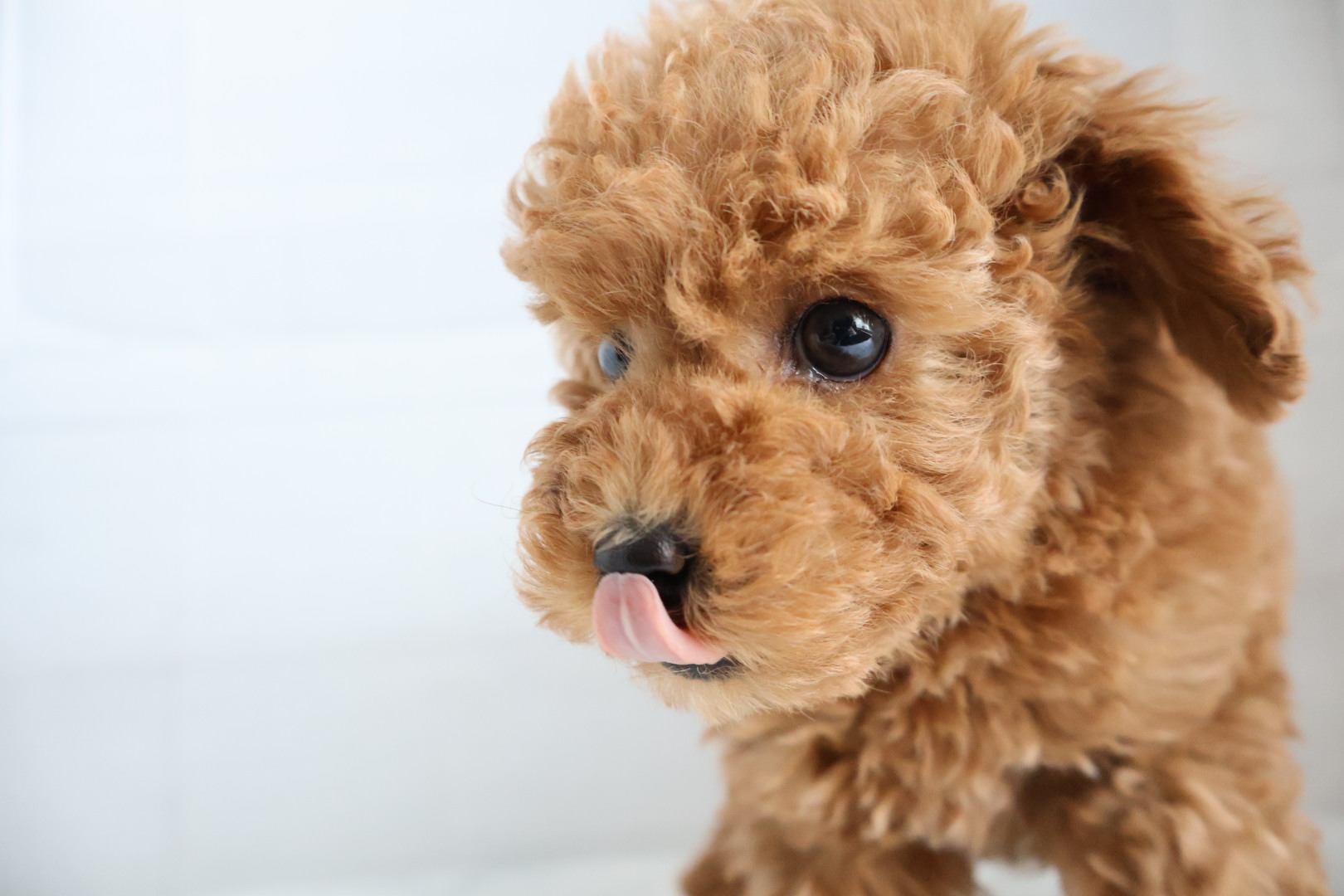 トイプードル レッドの子犬｜福岡 |ペットアミ甘木店