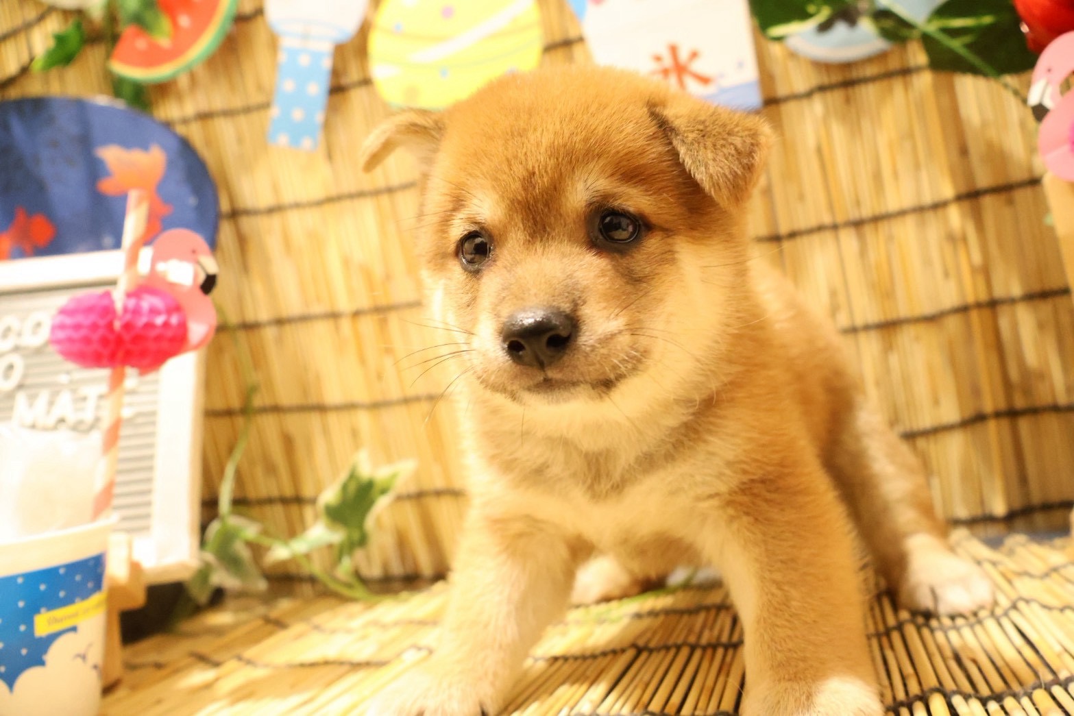 豆柴 赤の子犬｜福岡 |ペットアミ須恵店