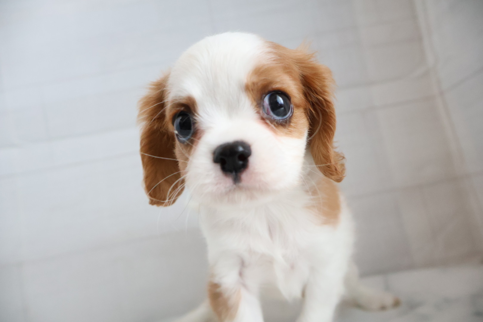キャバリア・キングチャールズ・スパニエル ブレンハイムの子犬｜佐賀 |ペッツメイト佐賀店