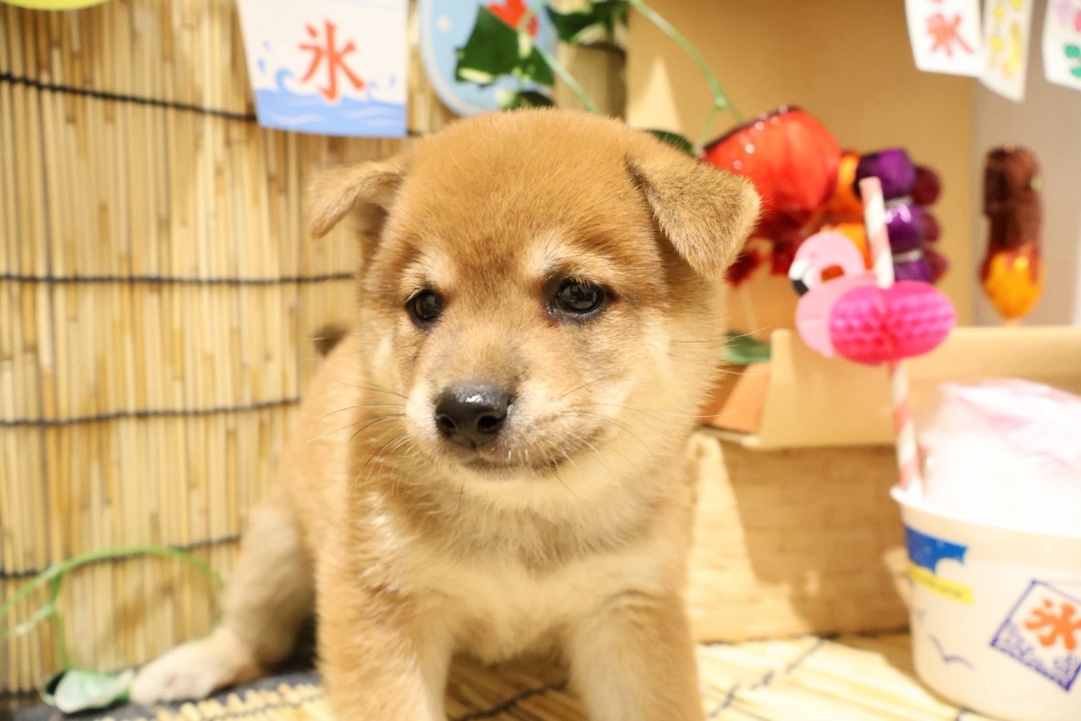 豆柴 赤の子犬｜福岡 |ペットアミ須恵店