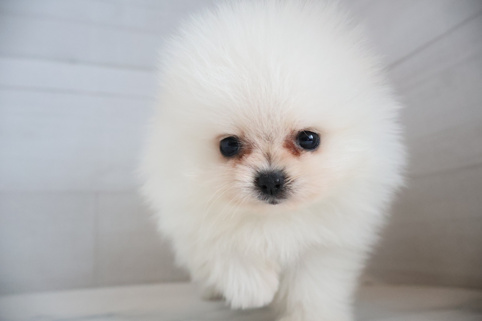 ポメラニアン ホワイトの子犬｜宮崎 | ペッツメイトイオン都城店