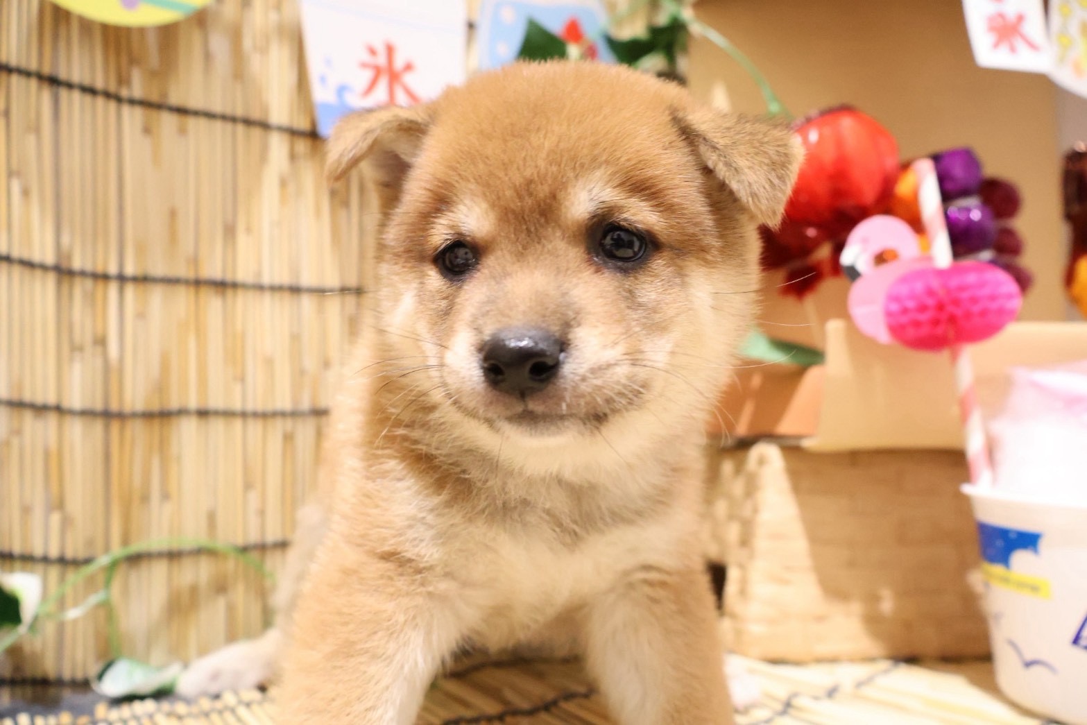 豆柴 赤の子犬｜福岡 |ペットアミ須恵店