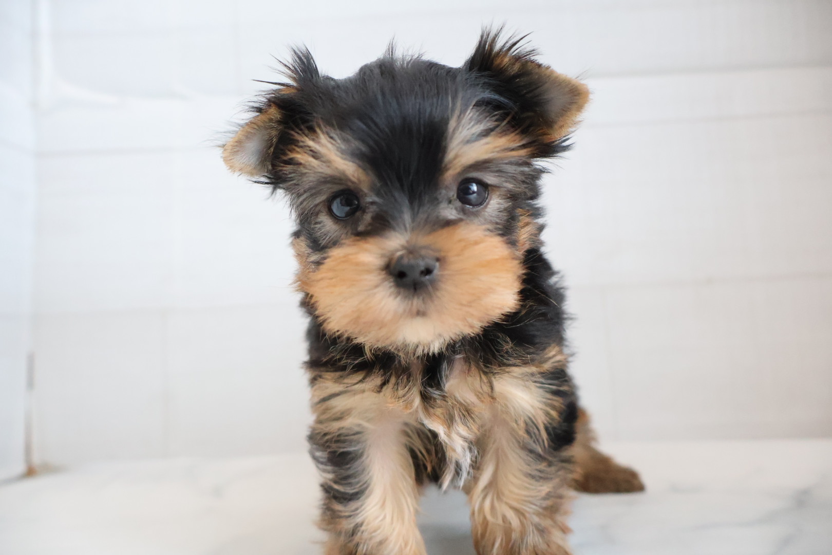 ヨークシャーテリア スチールブルータンの子犬｜福岡 |ペッツメイトイオン乙金店