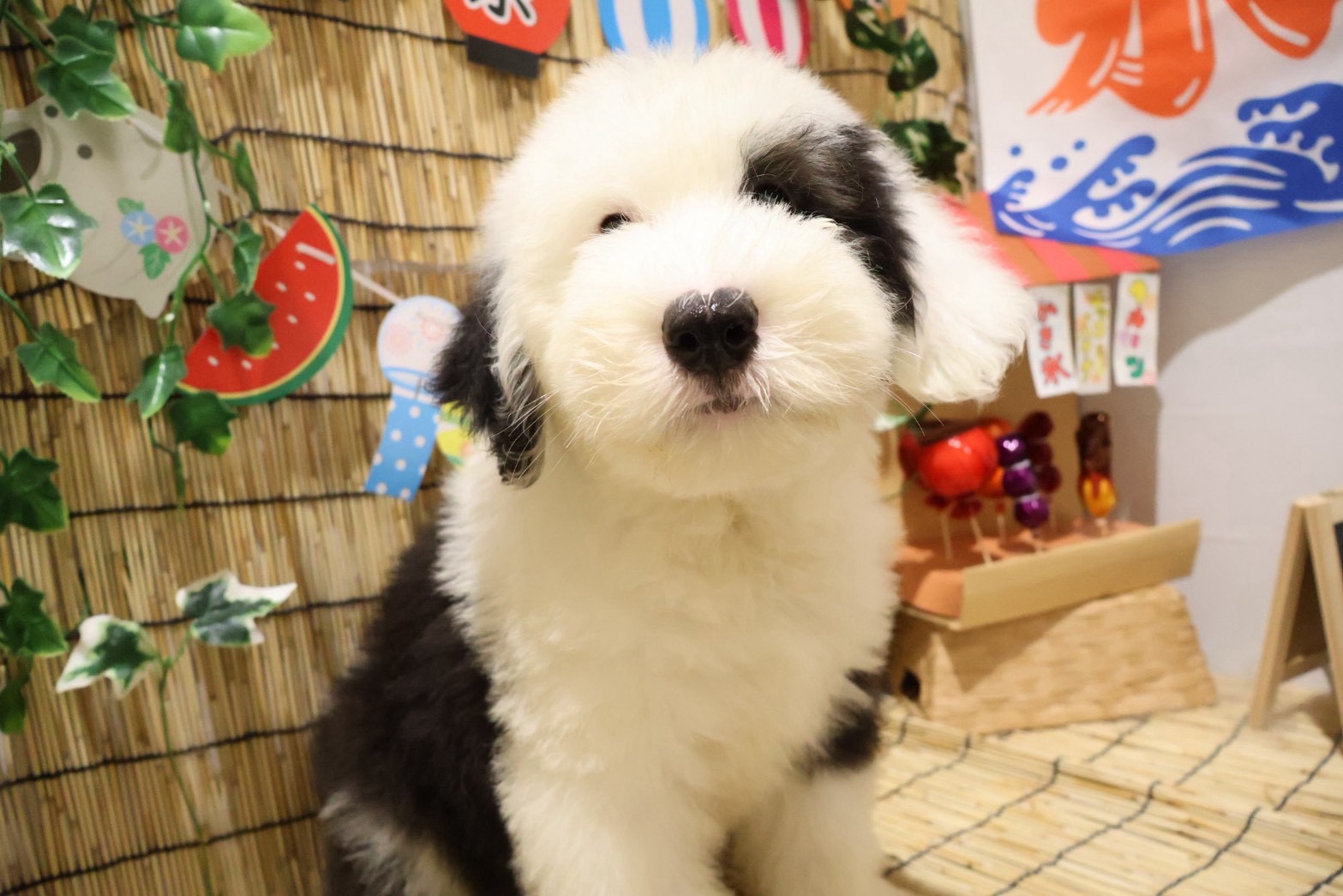 オールド・イングリッシュ・シープドッグ グレーホワイトの子犬｜福岡 | ペッツメイト天神大名店