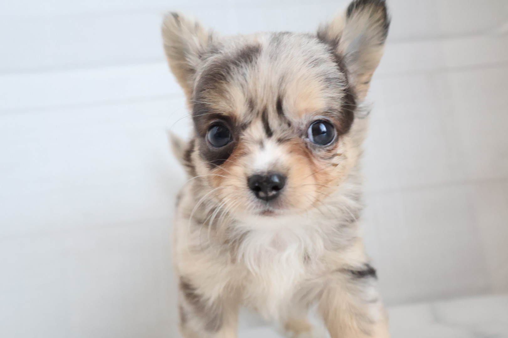 ロングコートチワワ ブルーマールの子犬｜福岡 |ペットアミ甘木店