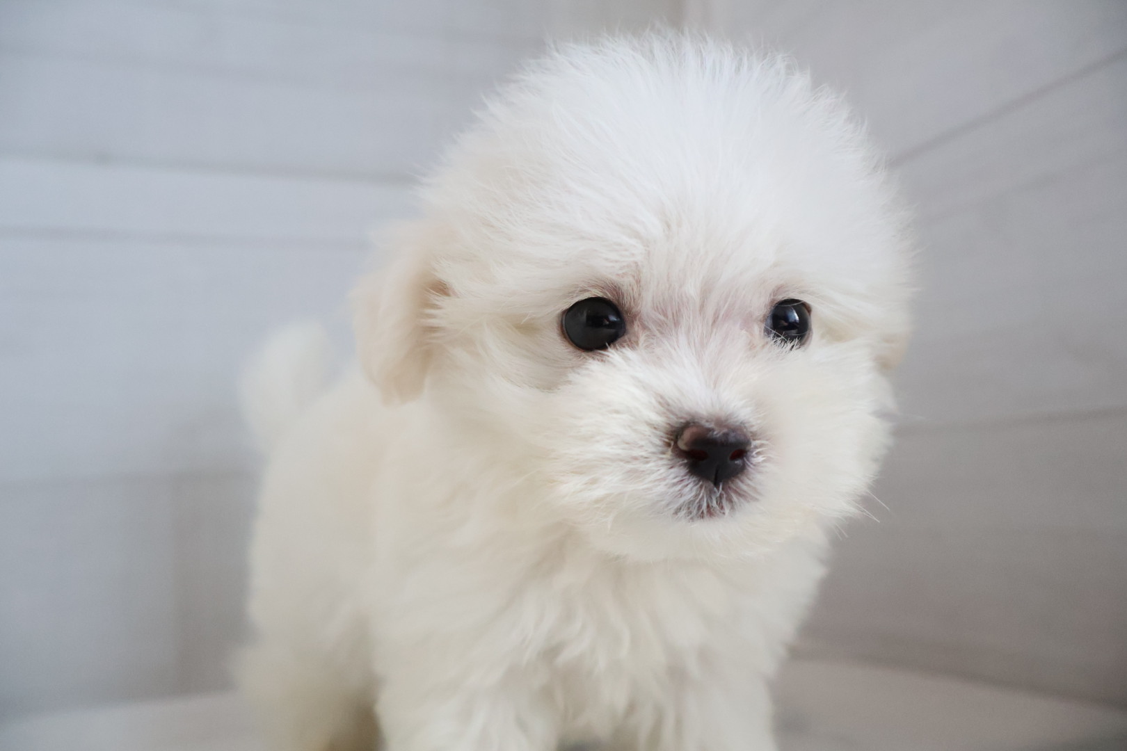 マルチーズ ホワイトの子犬｜佐賀 | ペッツメイトモラージュ佐賀店