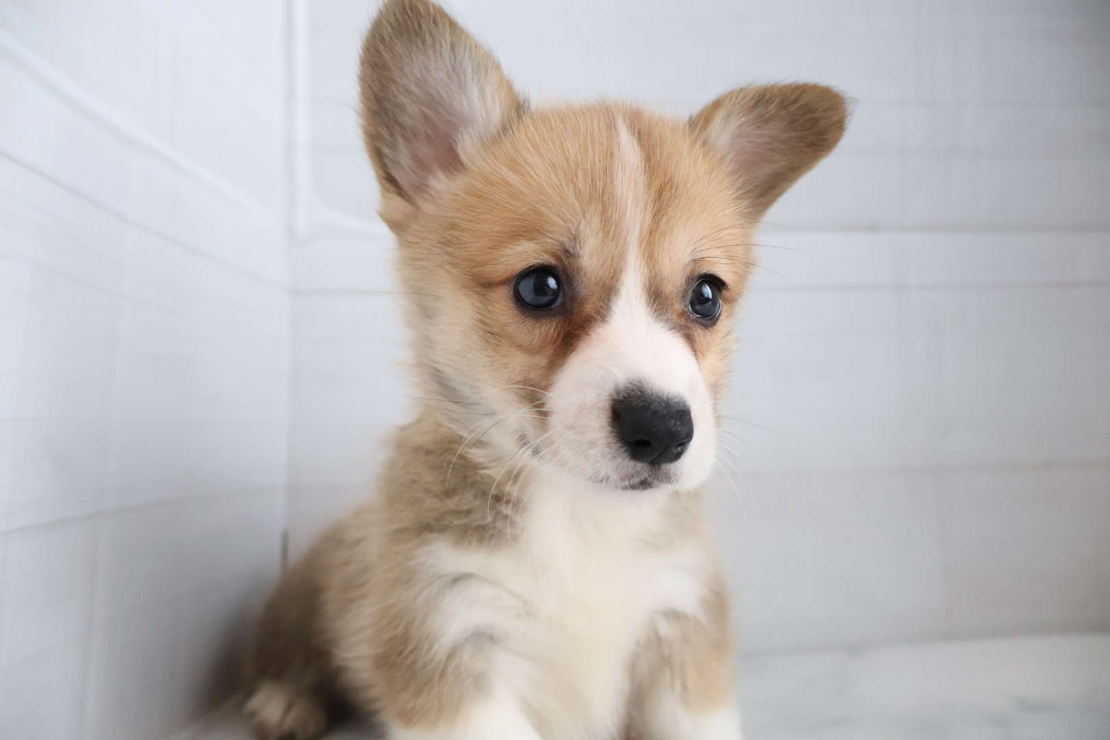 ウェルシュコーギー・ペンブローク レッドホワイトの子犬｜福岡 |ペッツメイトイオン乙金店