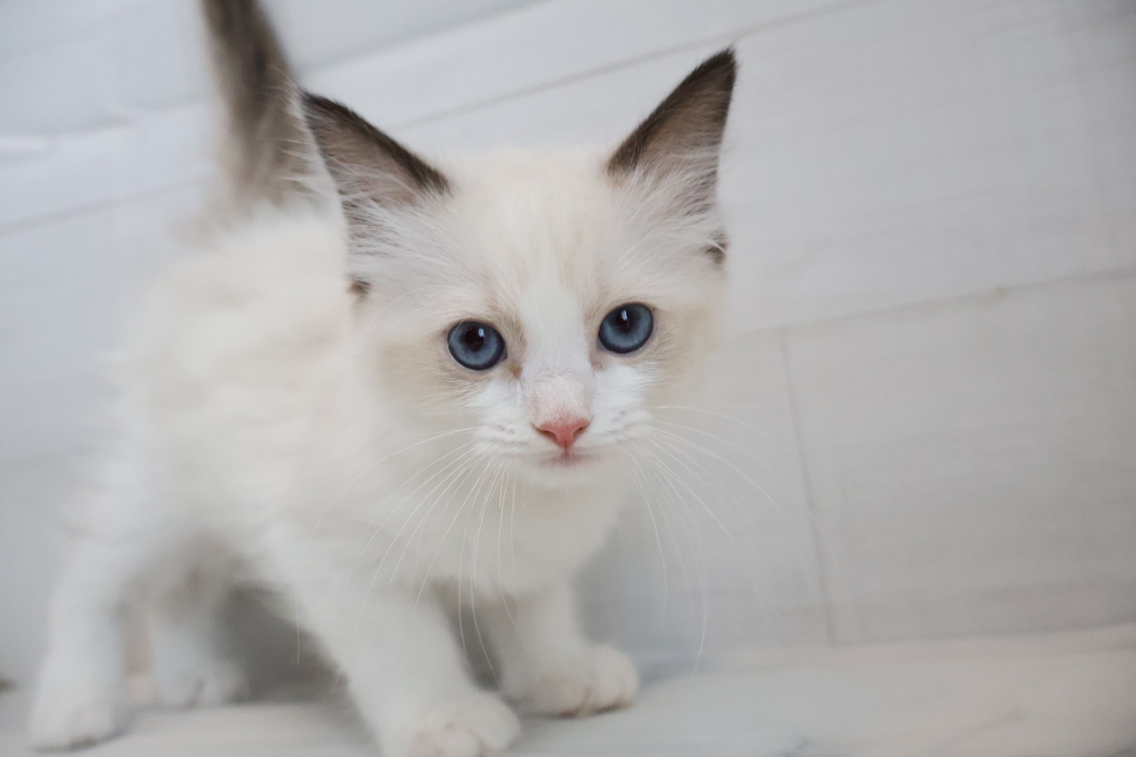 ラグドール シールポイントバイカラーの子猫｜福岡 |ペッツメイトイオン乙金店