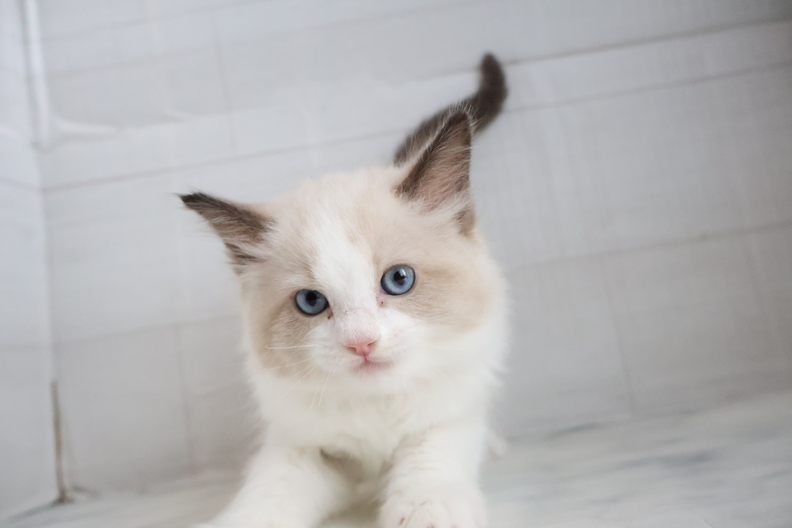 ラグドール シールポイントバイカラーの子猫｜佐賀 |ペッツメイト佐賀店