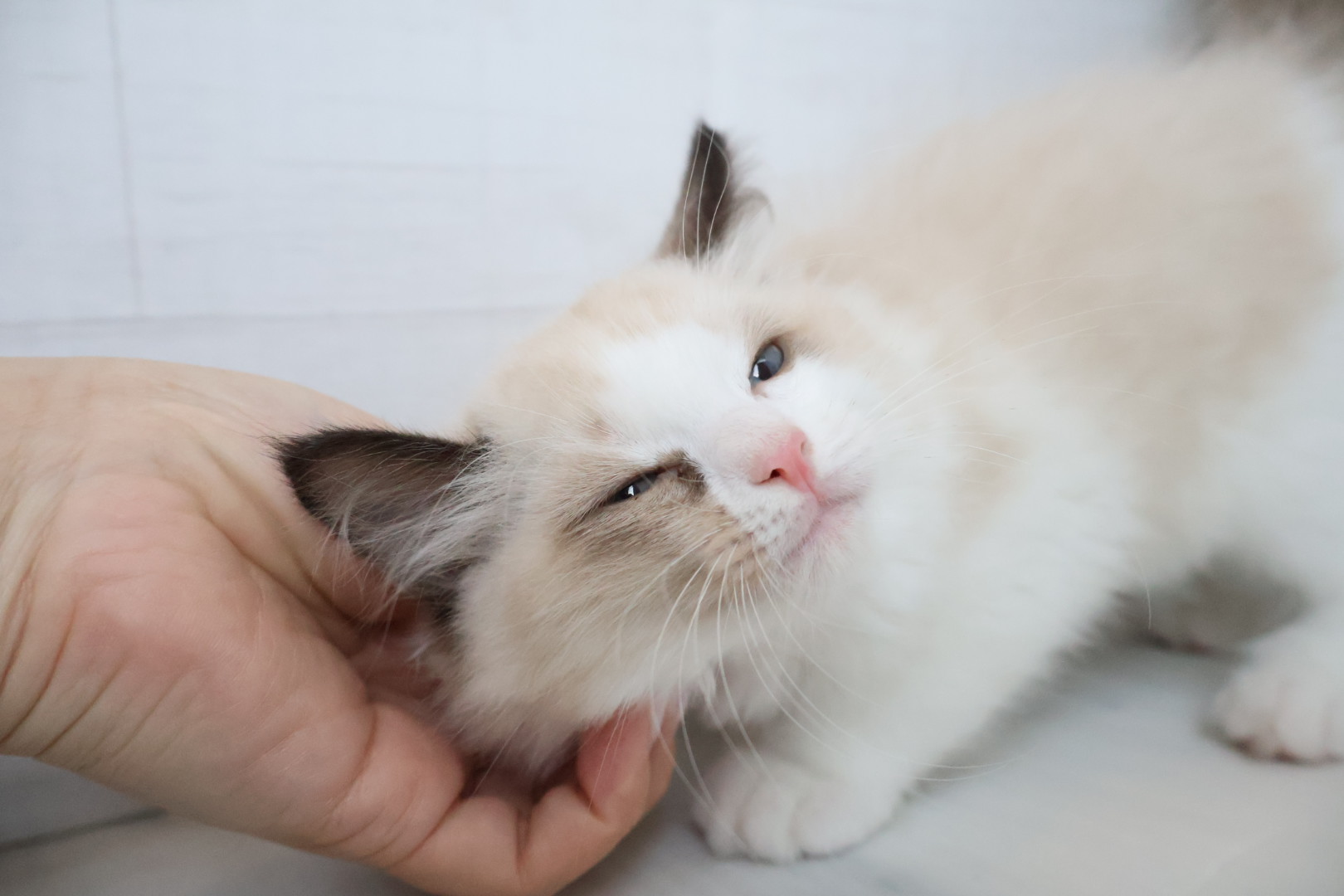 ラグドール シールポイントバイカラーの子猫｜宮崎 | ペッツメイト宮交シティ店