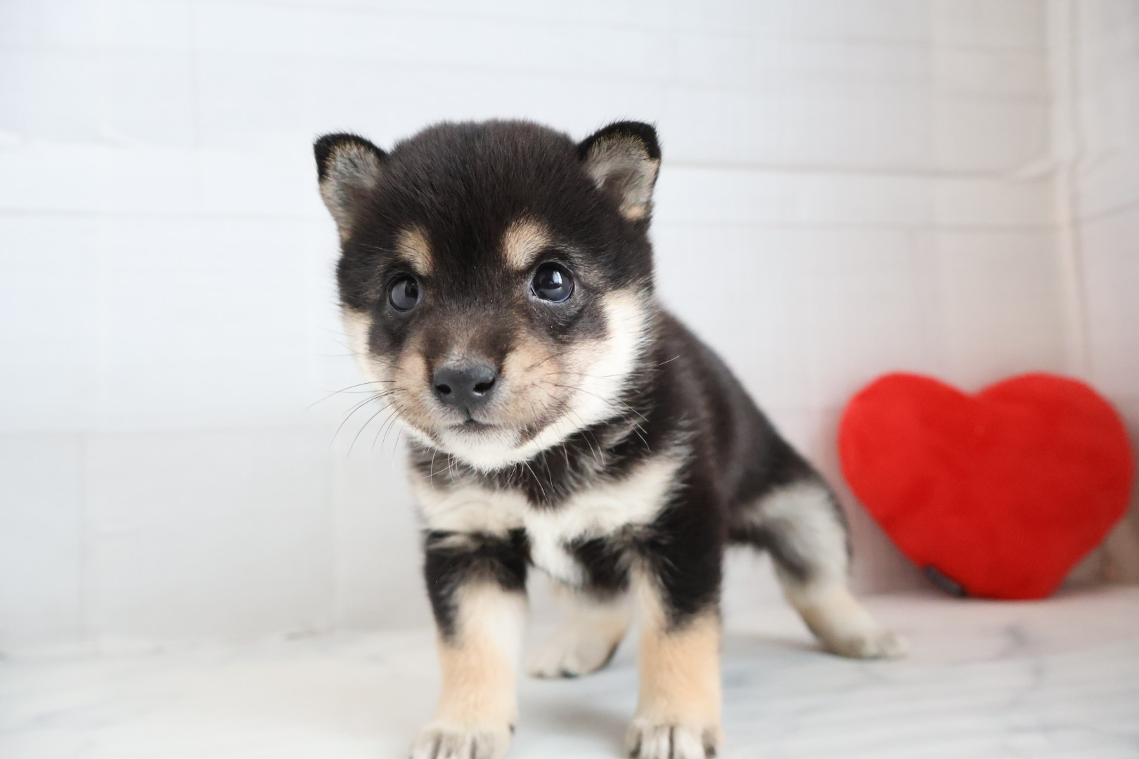 豆柴 黒の子犬｜福岡 |ペットアミ須恵店