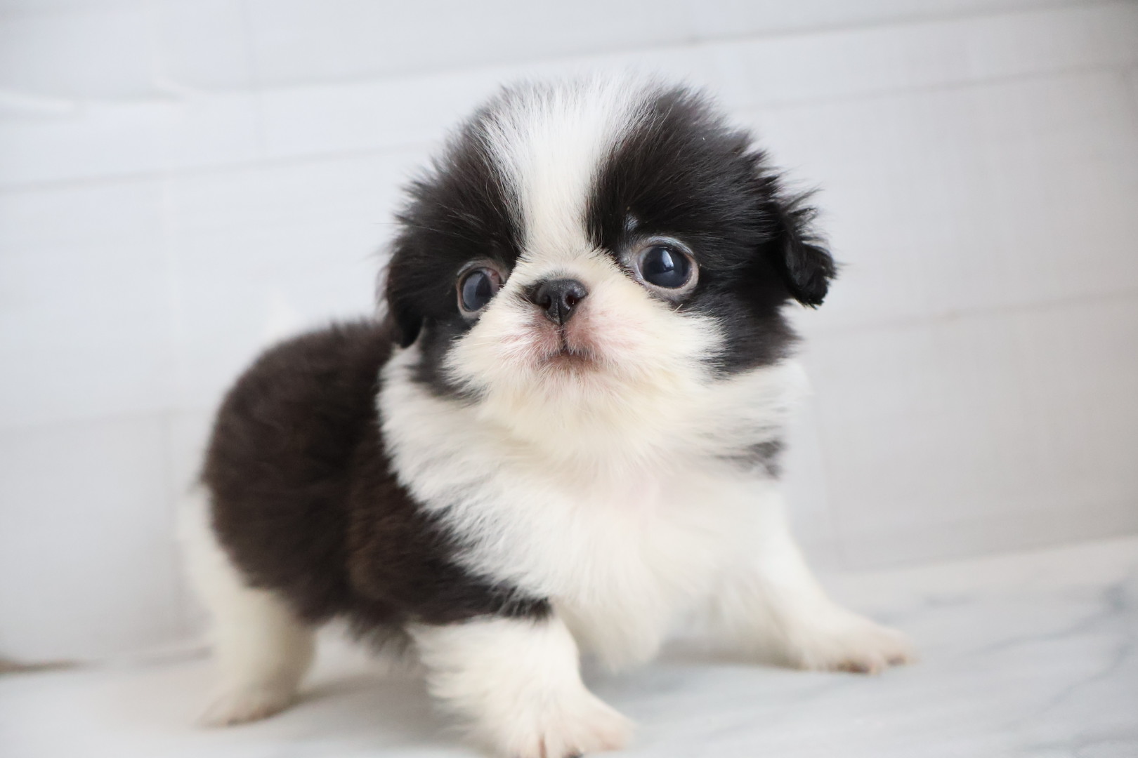 ペキニーズ ブラックホワイトの子犬｜福岡 | ペッツメイト天神大名店