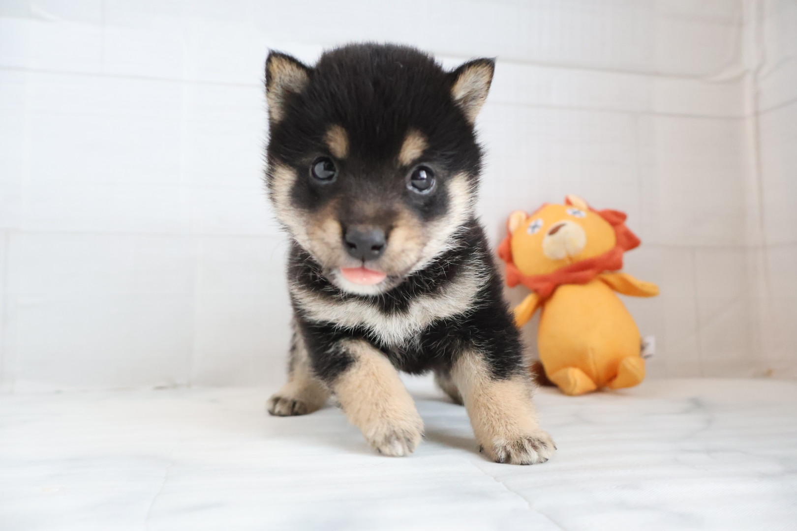 豆柴 黒の子犬｜佐賀 | ペッツメイトモラージュ佐賀店
