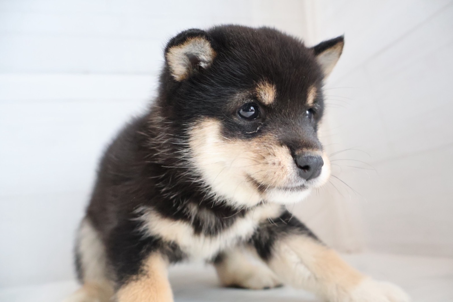 豆柴 黒の子犬｜