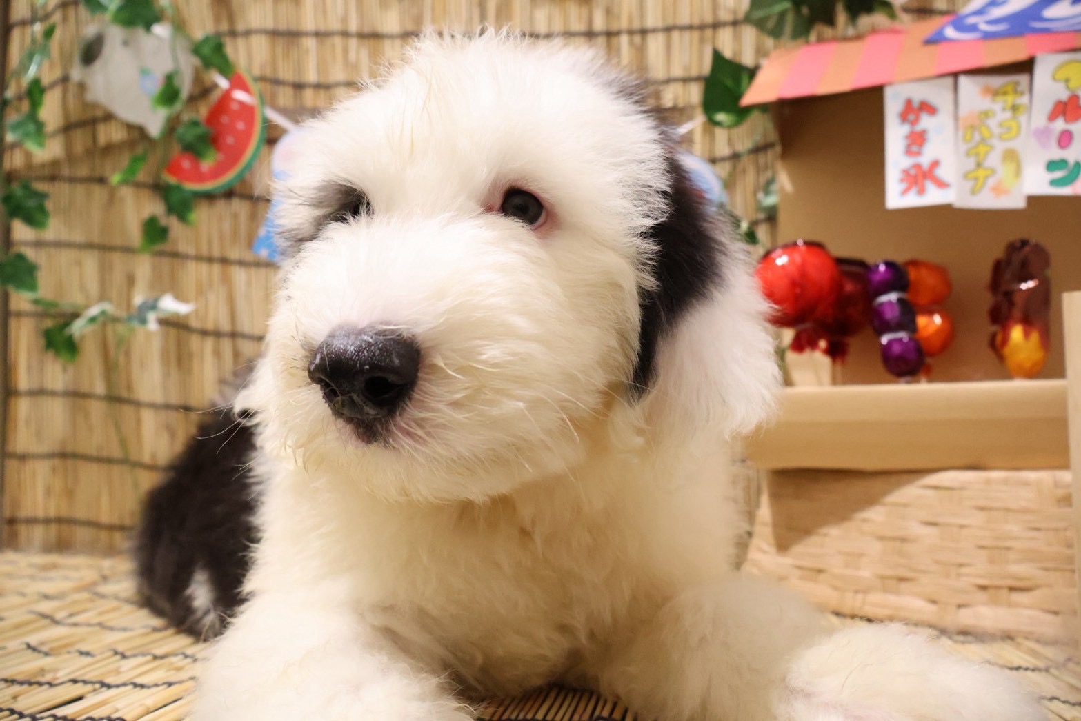 オールド・イングリッシュ・シープドッグ グレーホワイトの子犬｜福岡 |ペッツメイトイオン小郡店