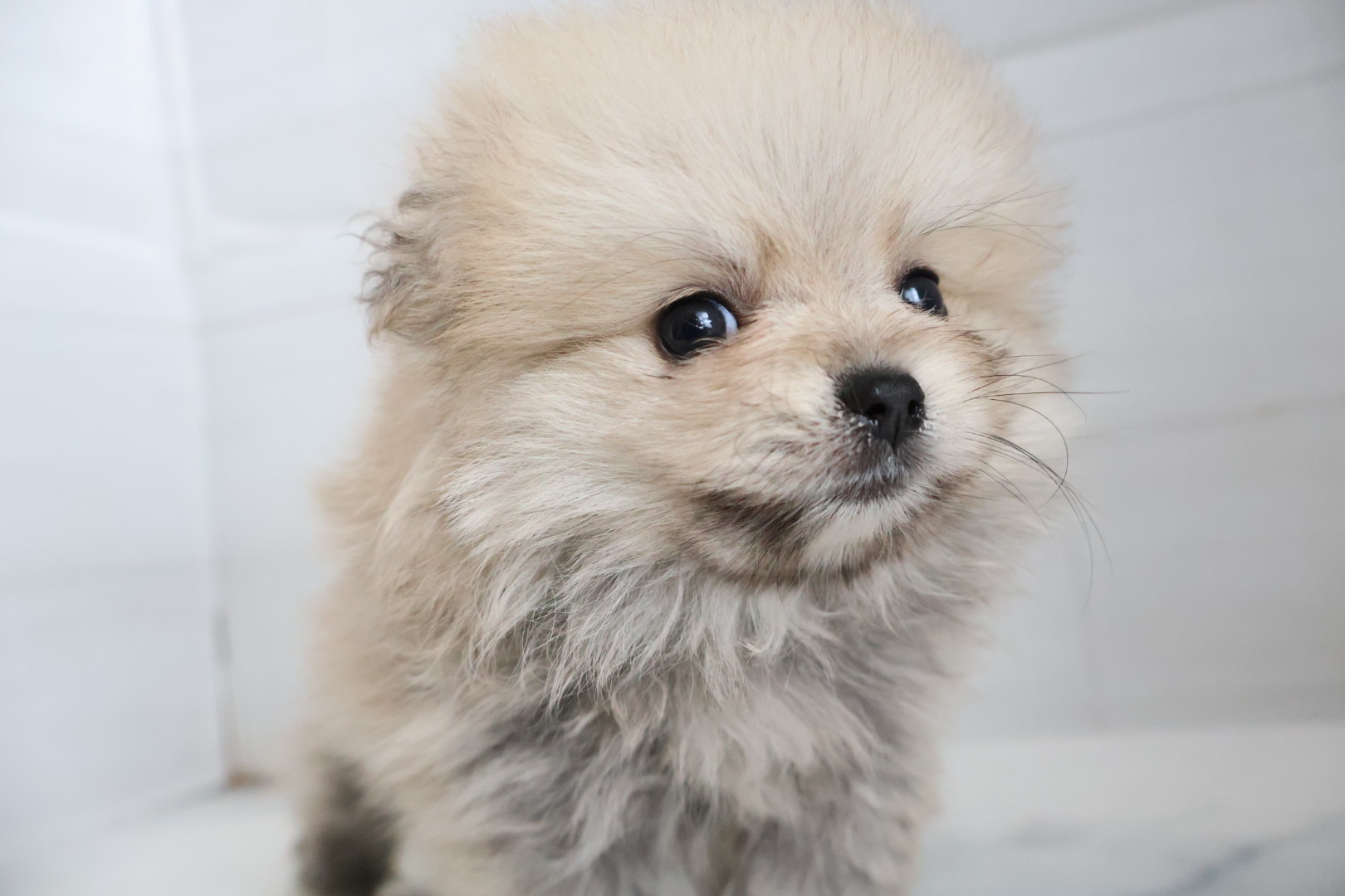 ポメラニアン クリームセーブルの子犬｜福岡 |ペッツメイトイオン乙金店