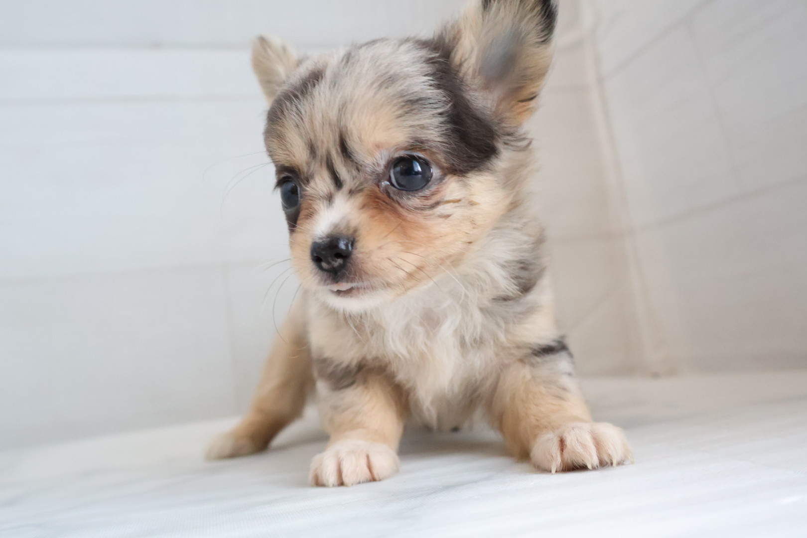 ロングコートチワワ ブルーマールの子犬｜福岡 |ペットアミ甘木店