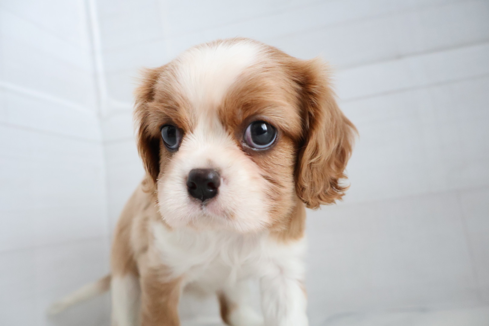 キャバリア・キングチャールズ・スパニエル ブレンハイムの子犬｜福岡 |ペッツメイトイオン小郡店