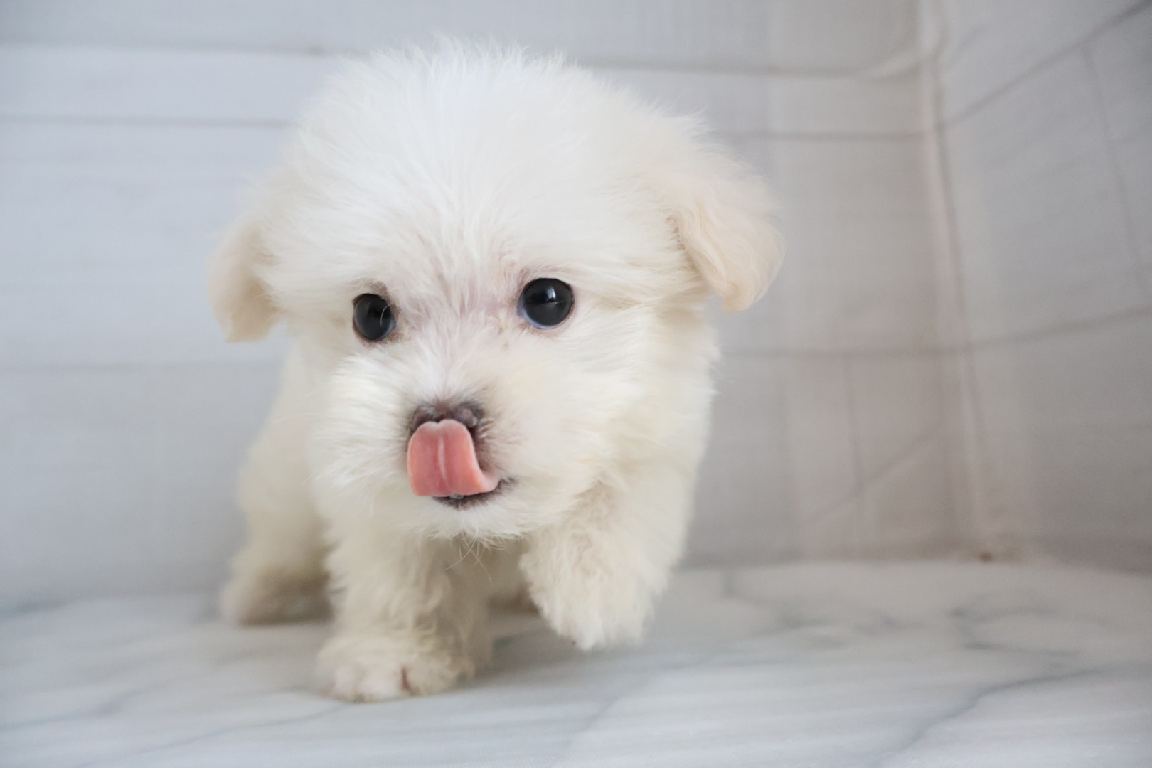 マルチーズ ホワイトの子犬｜佐賀 | ペッツメイトモラージュ佐賀店