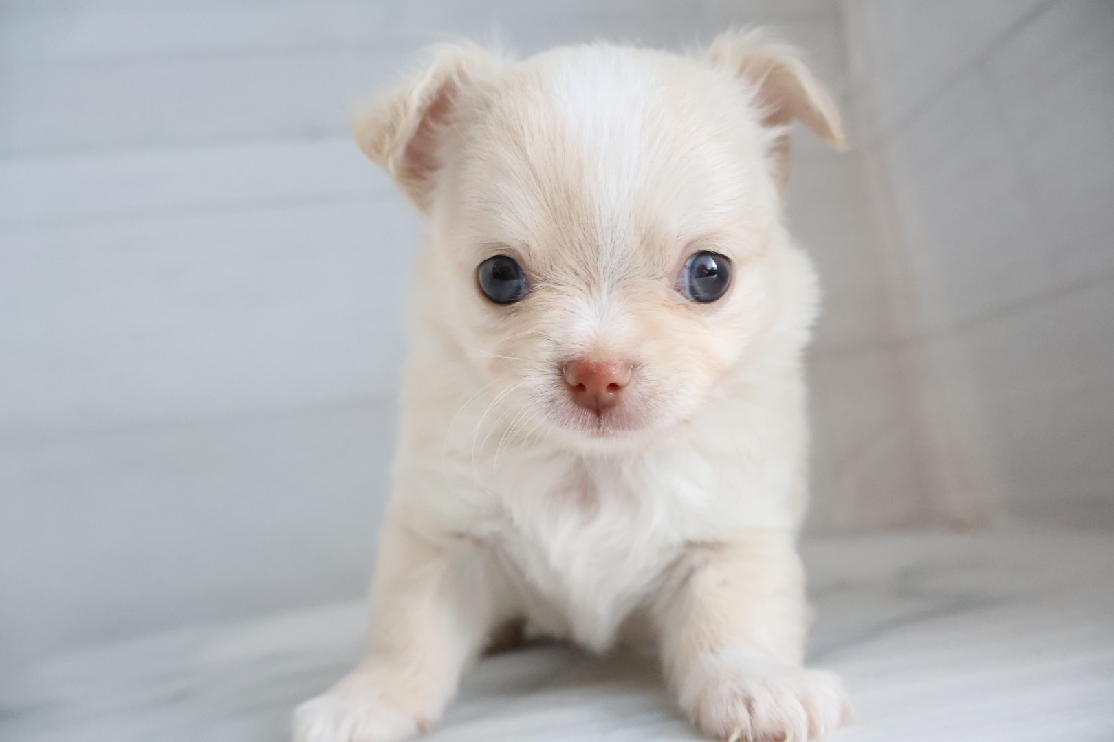 ロングコートチワワ クリームホワイトの子犬｜宮崎 | ペッツメイト宮交シティ店