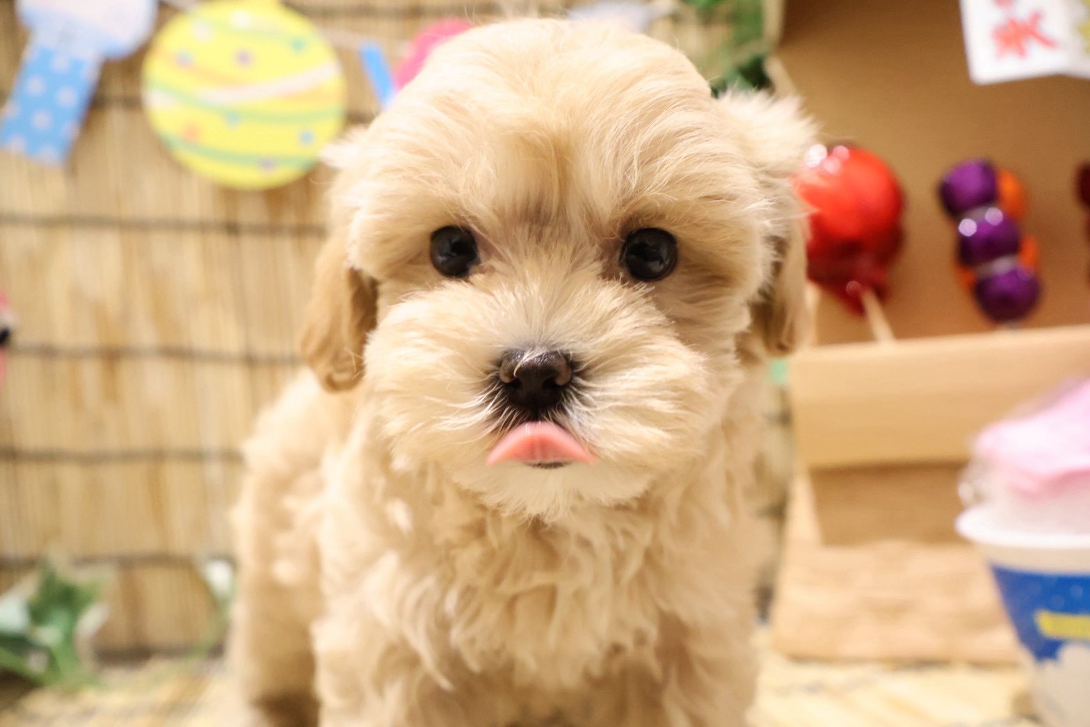MIX(マルチーズ×トイプードル) クリームの子犬｜福岡 |ペッツメイトイオン乙金店