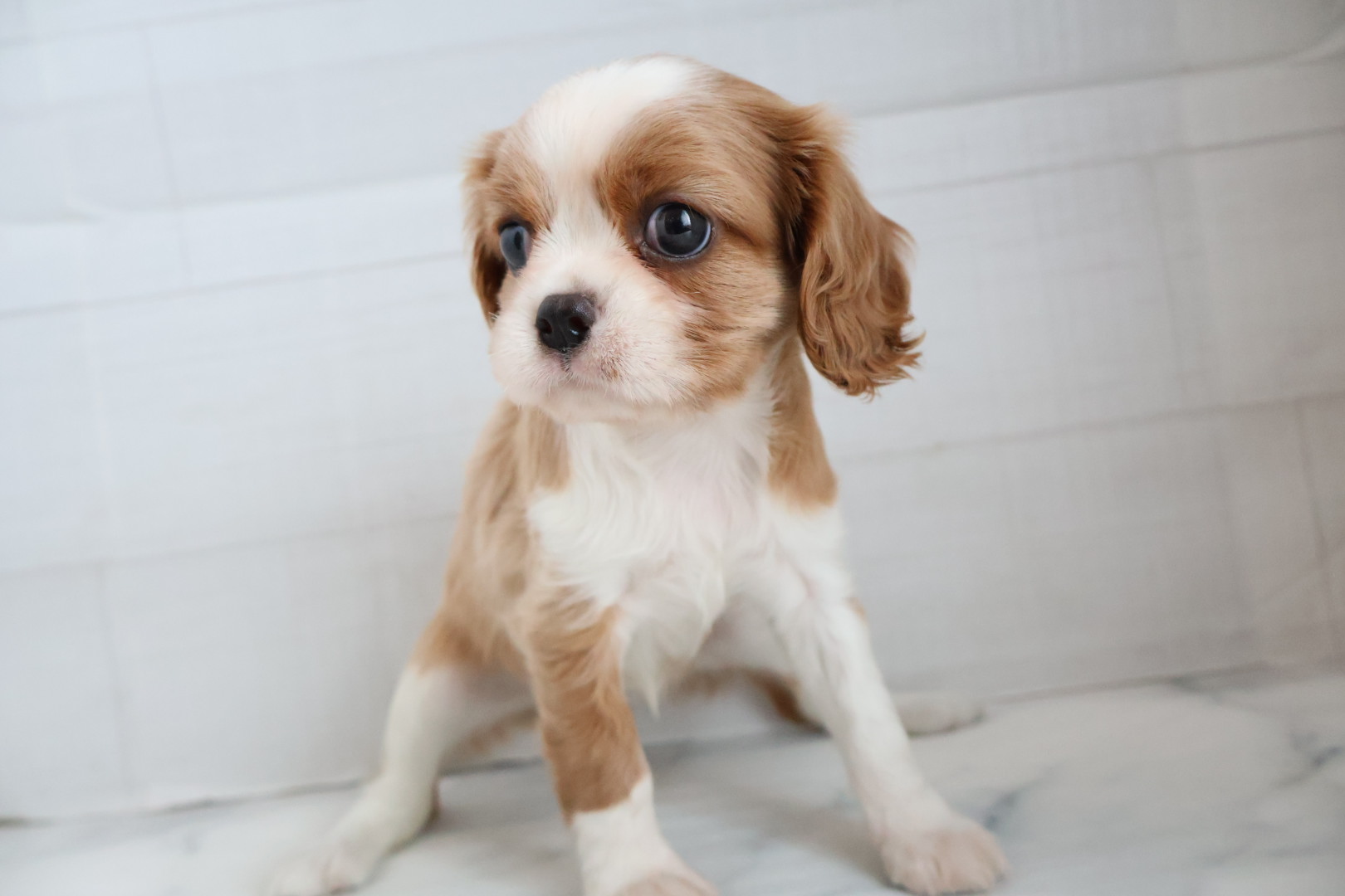 キャバリア・キングチャールズ・スパニエル ブレンハイムの子犬｜福岡 |ペッツメイトイオン小郡店