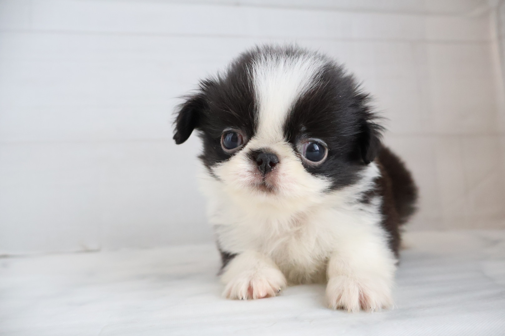 ペキニーズ ブラックホワイトの子犬｜福岡 | ペッツメイト天神大名店