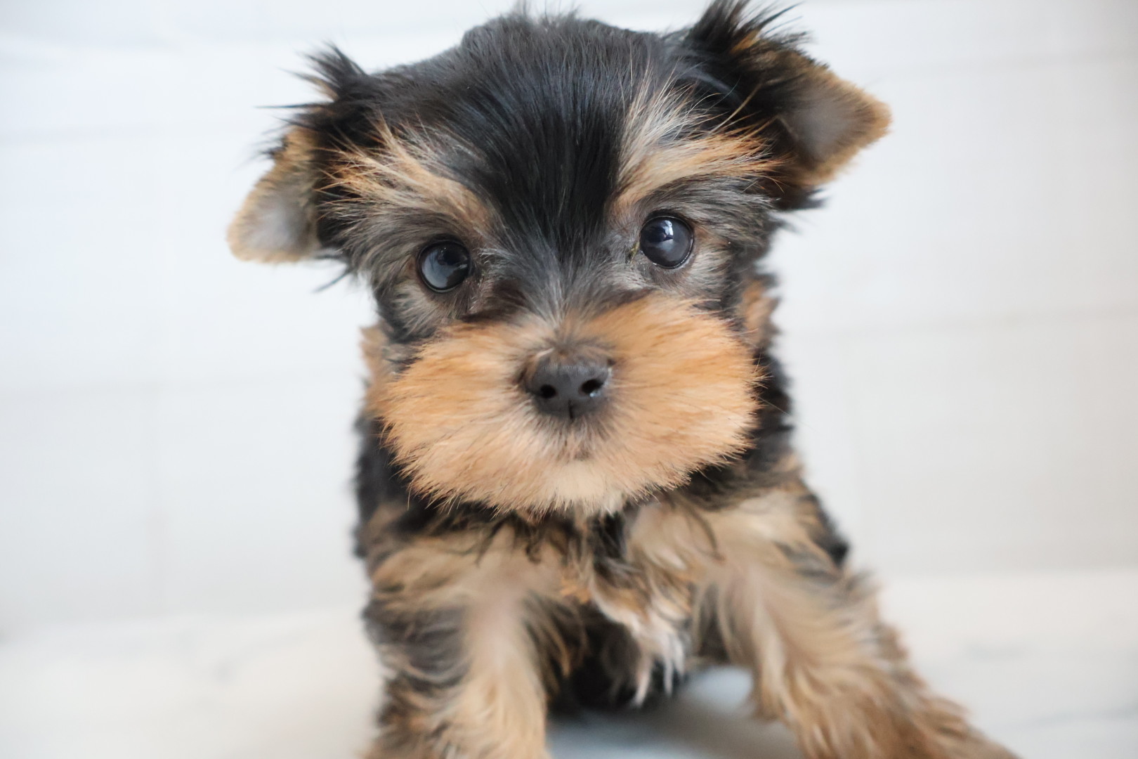 ヨークシャーテリア スチールブルータンの子犬｜福岡 |ペッツメイトイオン乙金店