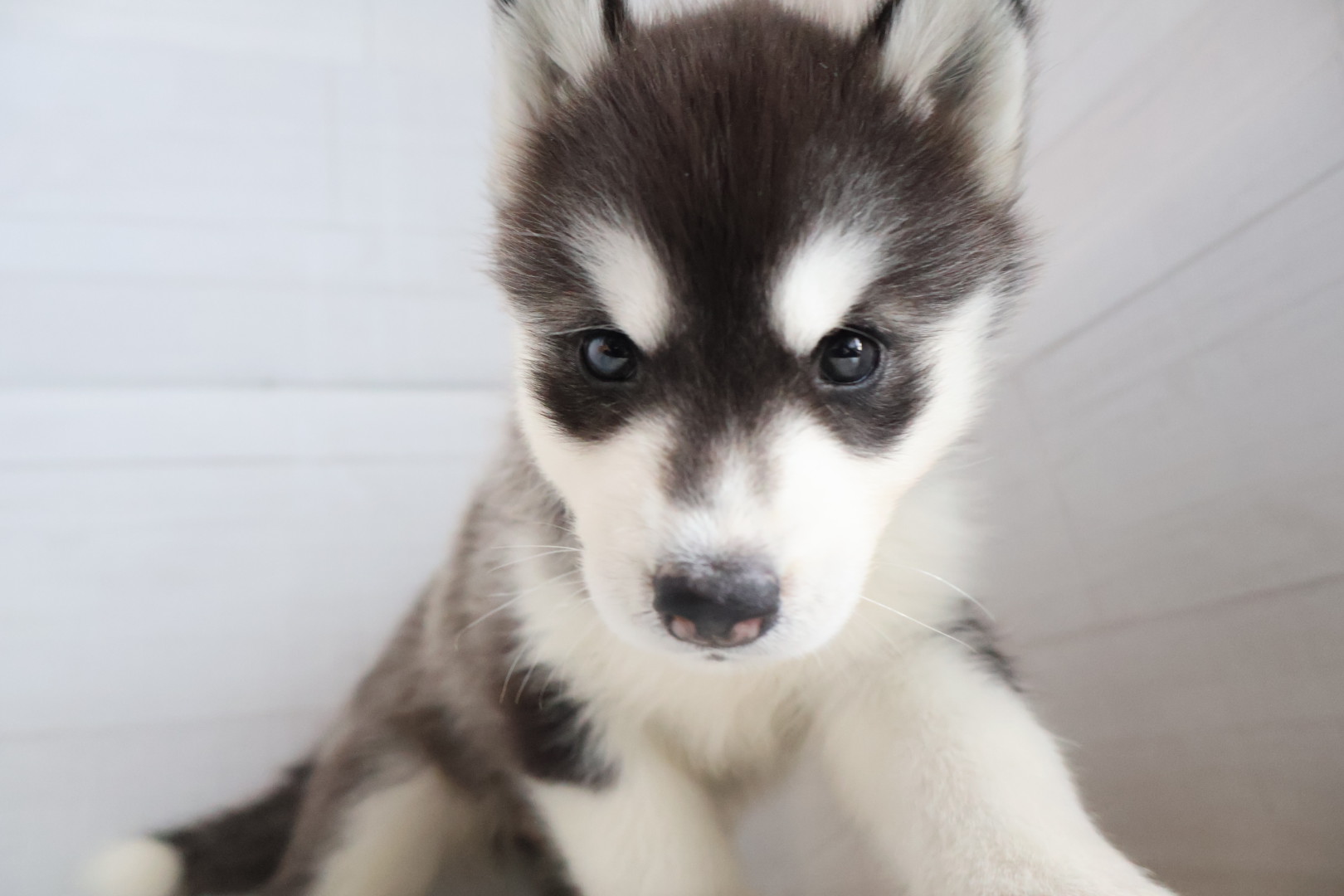 シベリアンハスキー ブラックホワイトの子犬｜福岡 |ペッツメイトイオン小郡店