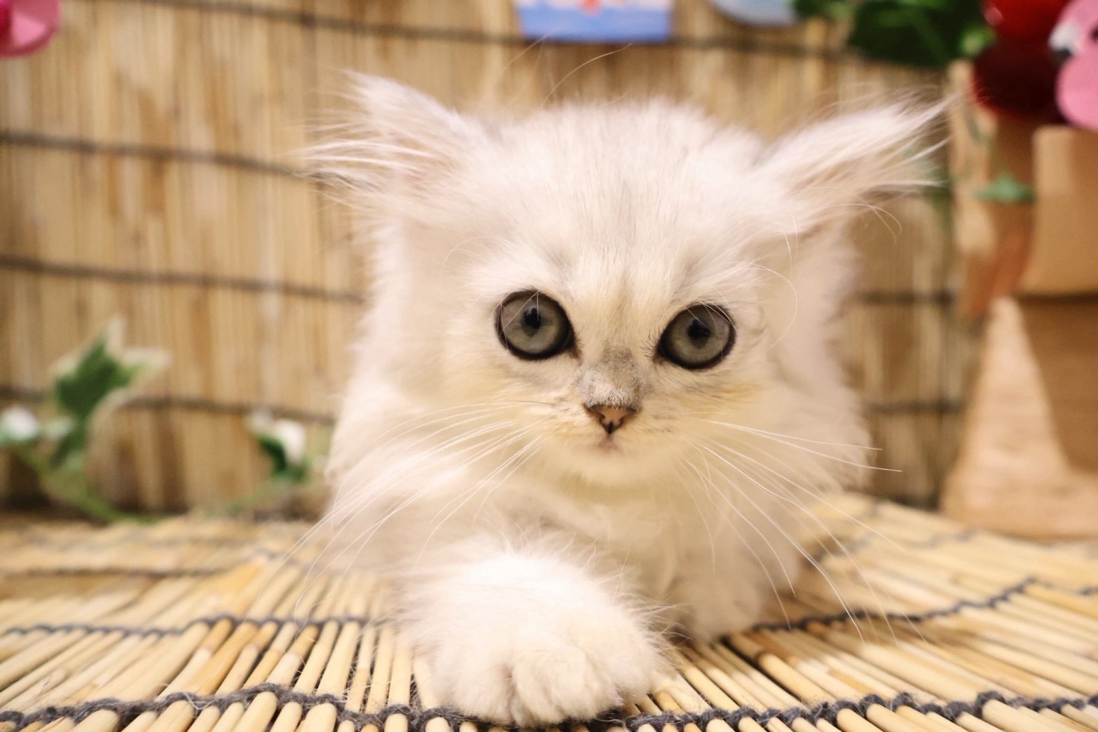 ペルシャ チンチラシルバーの子猫｜福岡 |ペッツメイトイオン小郡店