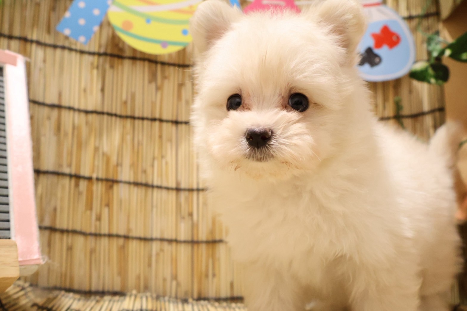 MIX(マルチーズ×ポメラニアン) クリームの子犬｜宮崎 | ペッツメイトイオン都城店