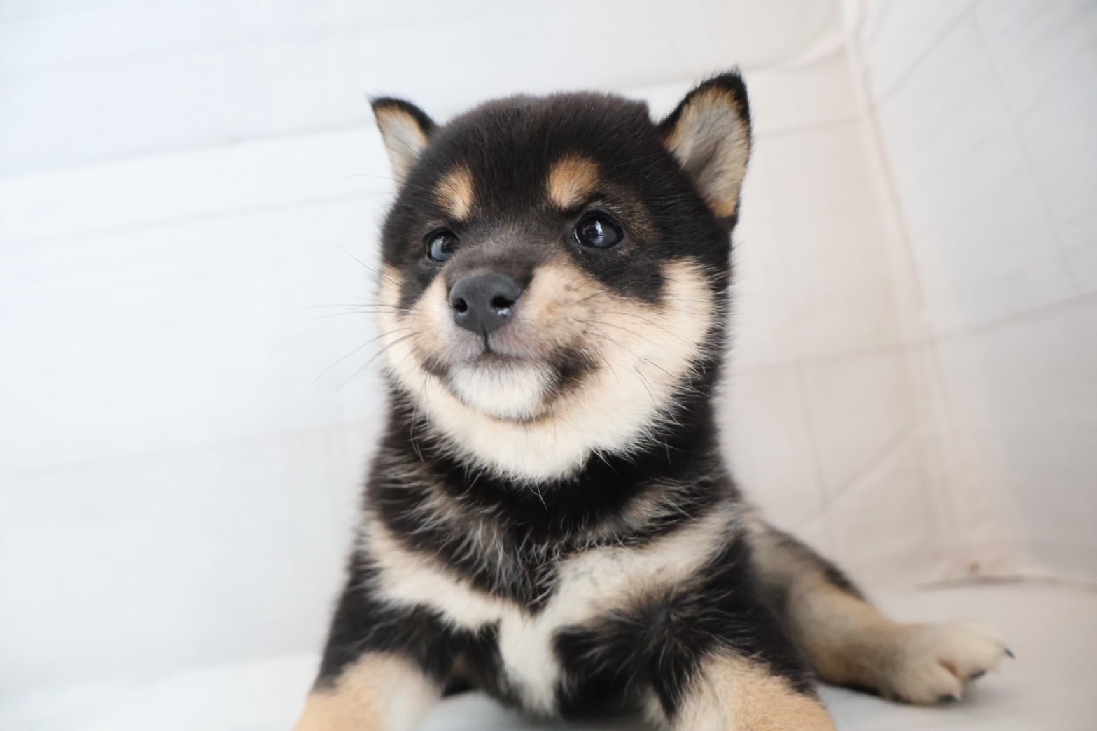 豆柴 黒の子犬｜宮崎 | ペッツメイトイオン都城店