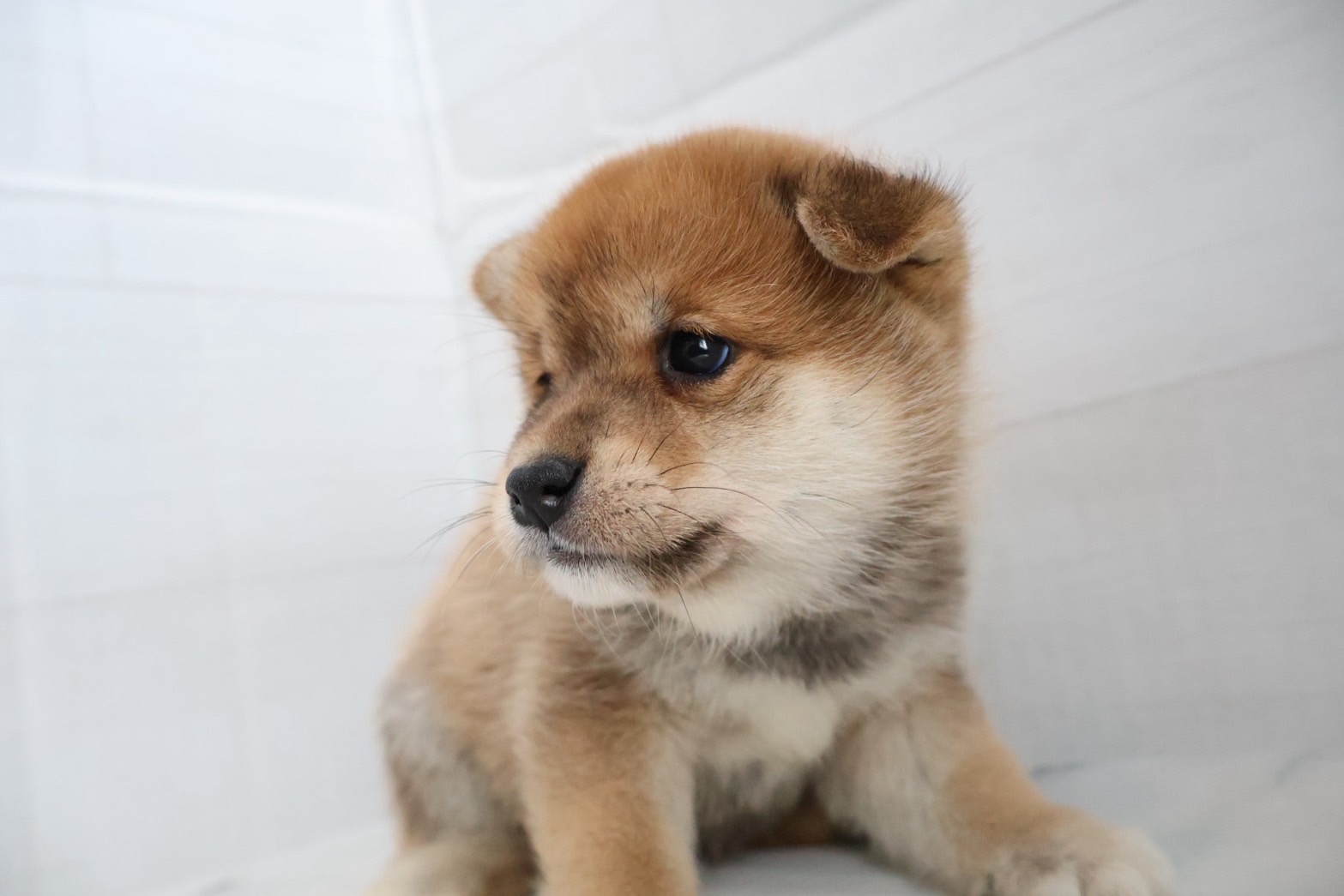 豆柴 赤の子犬｜福岡 |ペッツメイトイオン小郡店