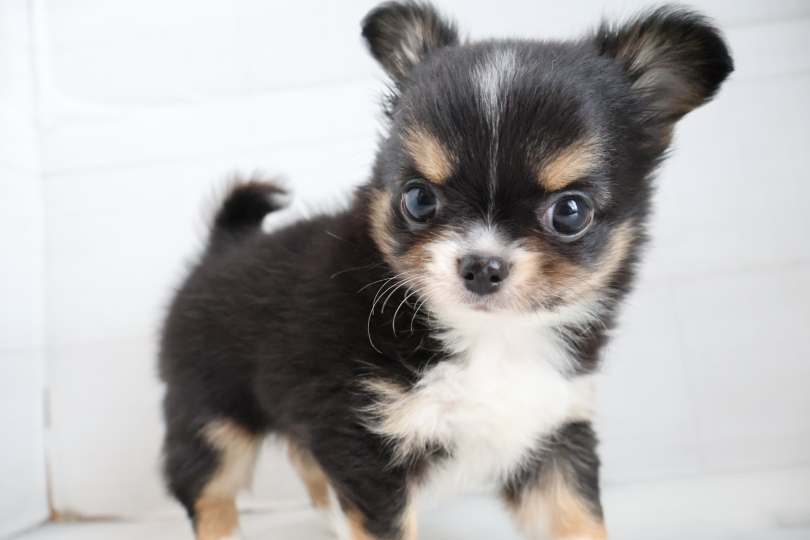 ロングコートチワワ ブラックタンホワイトの子犬｜宮崎 | ペッツメイト宮交シティ店